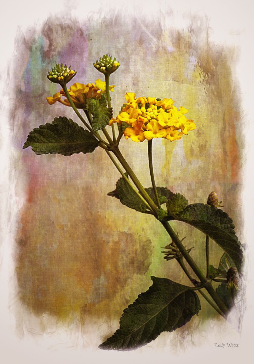 Yellow Lantana