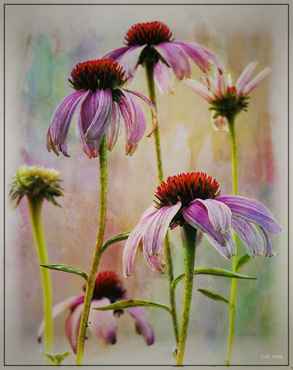 Echinacea Cluster