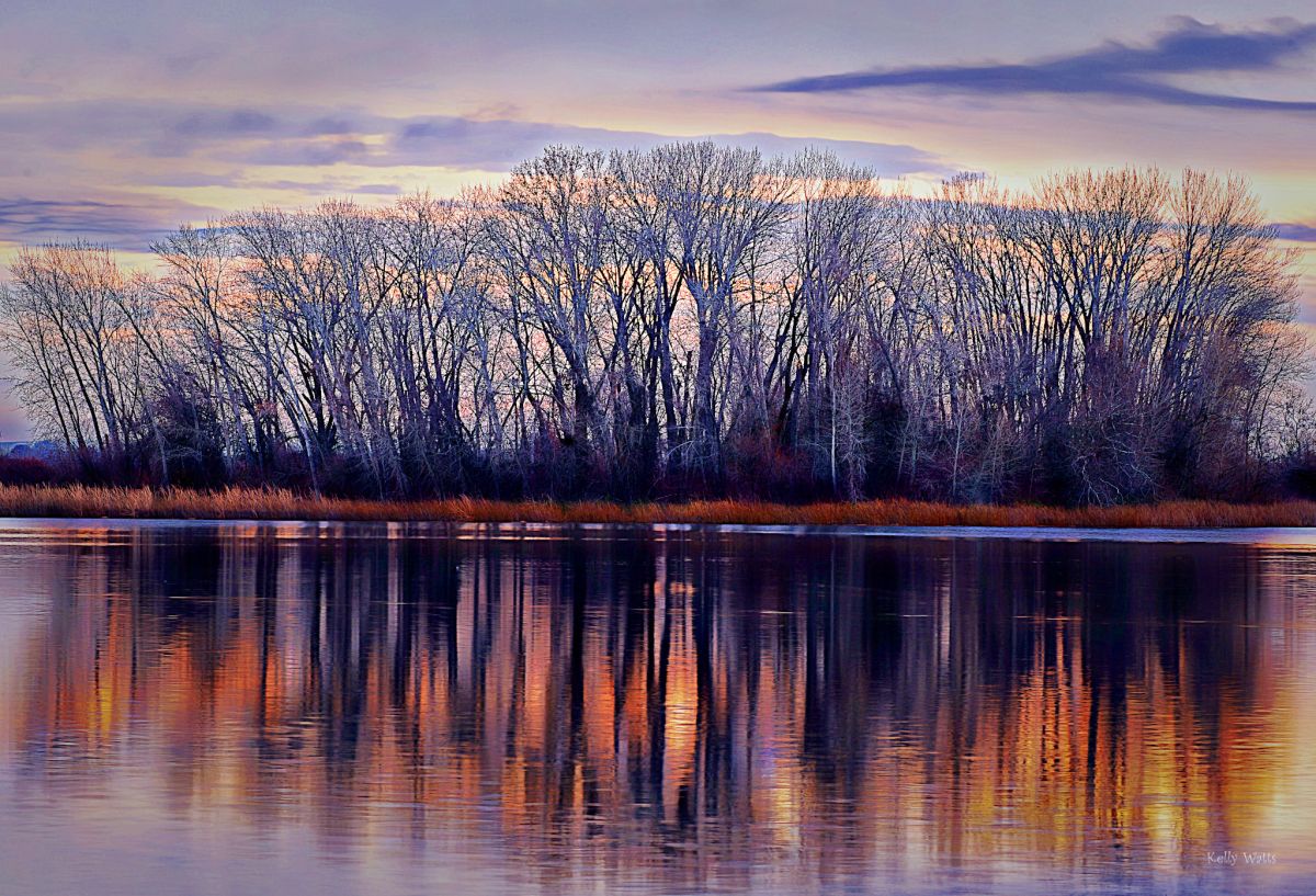 Golden Reflective Trees