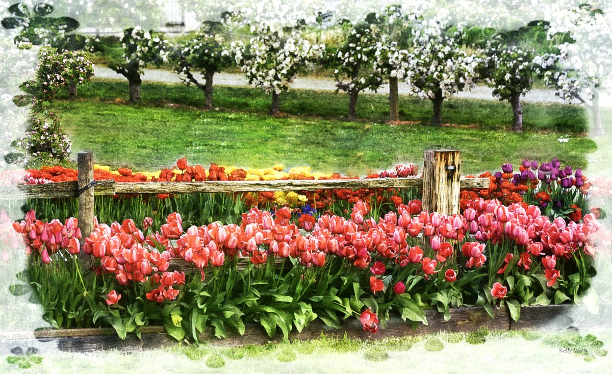 Tulip Fence