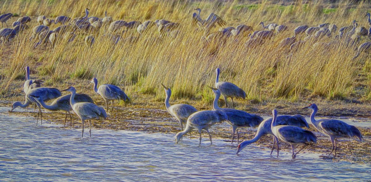 Sandhill Cranes Drinking