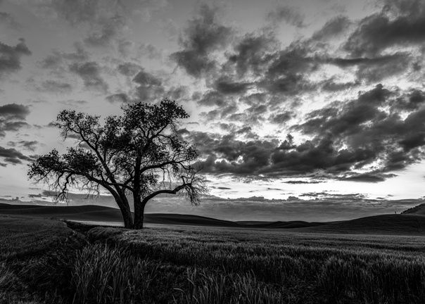 Blue Hour Sunrise in Black and White greeting card
