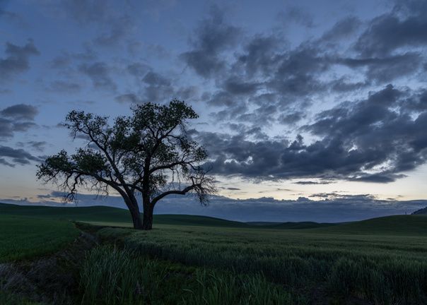 Blue Hour Sunrise greeting card
