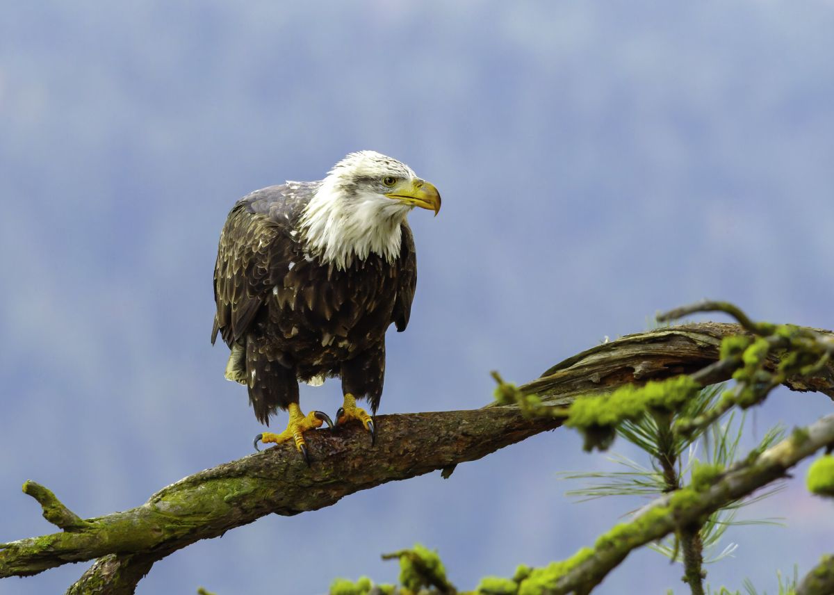 Bald Eagle greeting card