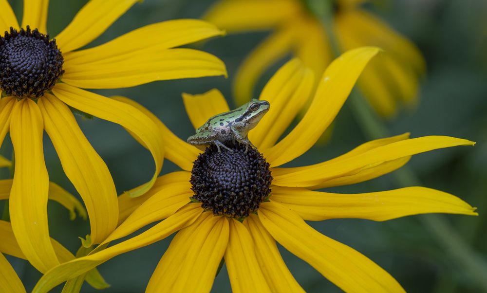 Morning Yoga Stretch