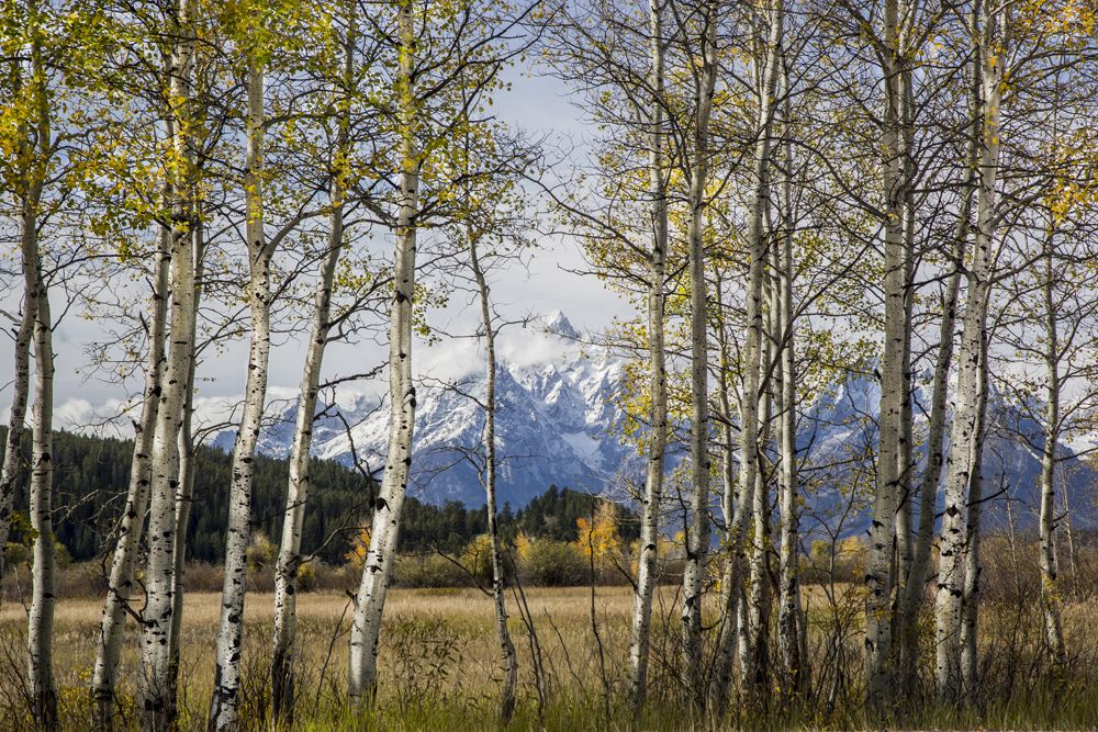 Fall Days at the Tetons