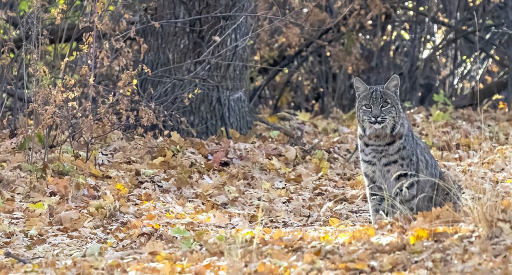 Bobcat!
