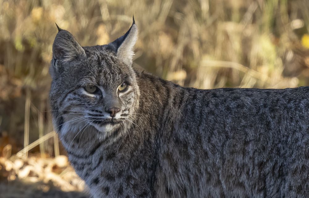 Bobcat II