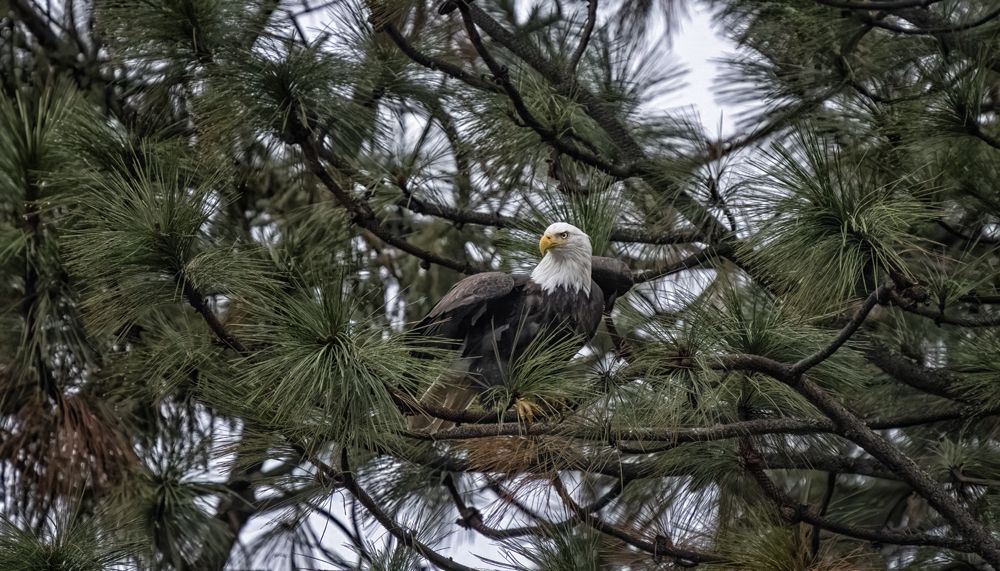 Ready for a Fish Dinner