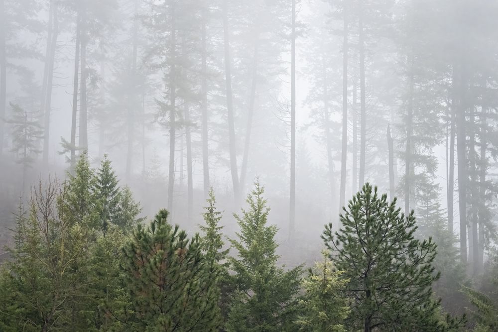 Rising out of the Fog