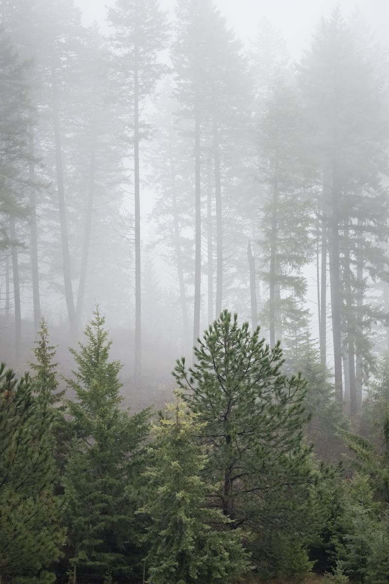 Rising out of the Fog II