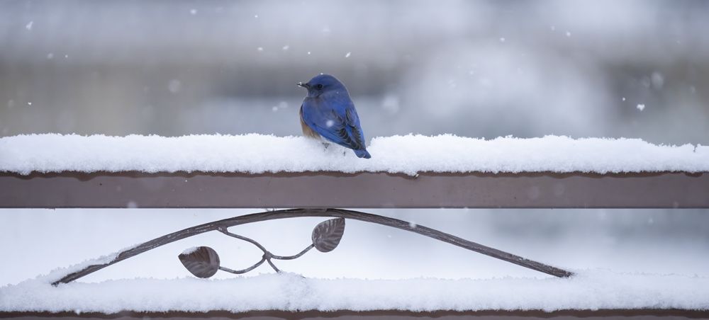 Winter Blue Bird