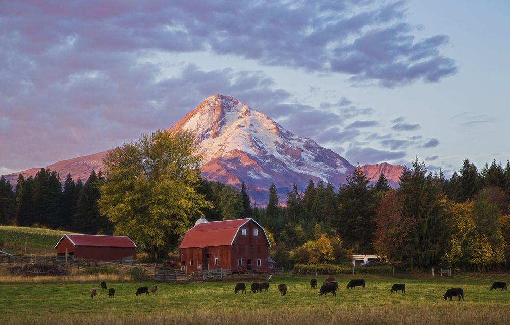 Morning at Mt. Hood