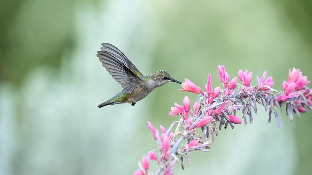 Hummingbird Refuel Stop