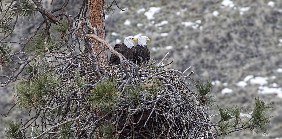 Nesting Eagles