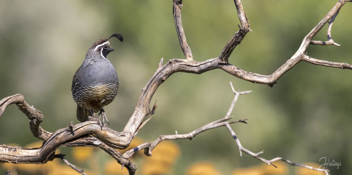 California Quail