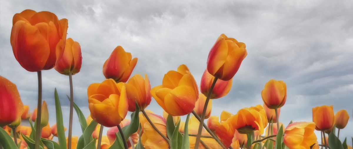 Stormy Day with Tulips II