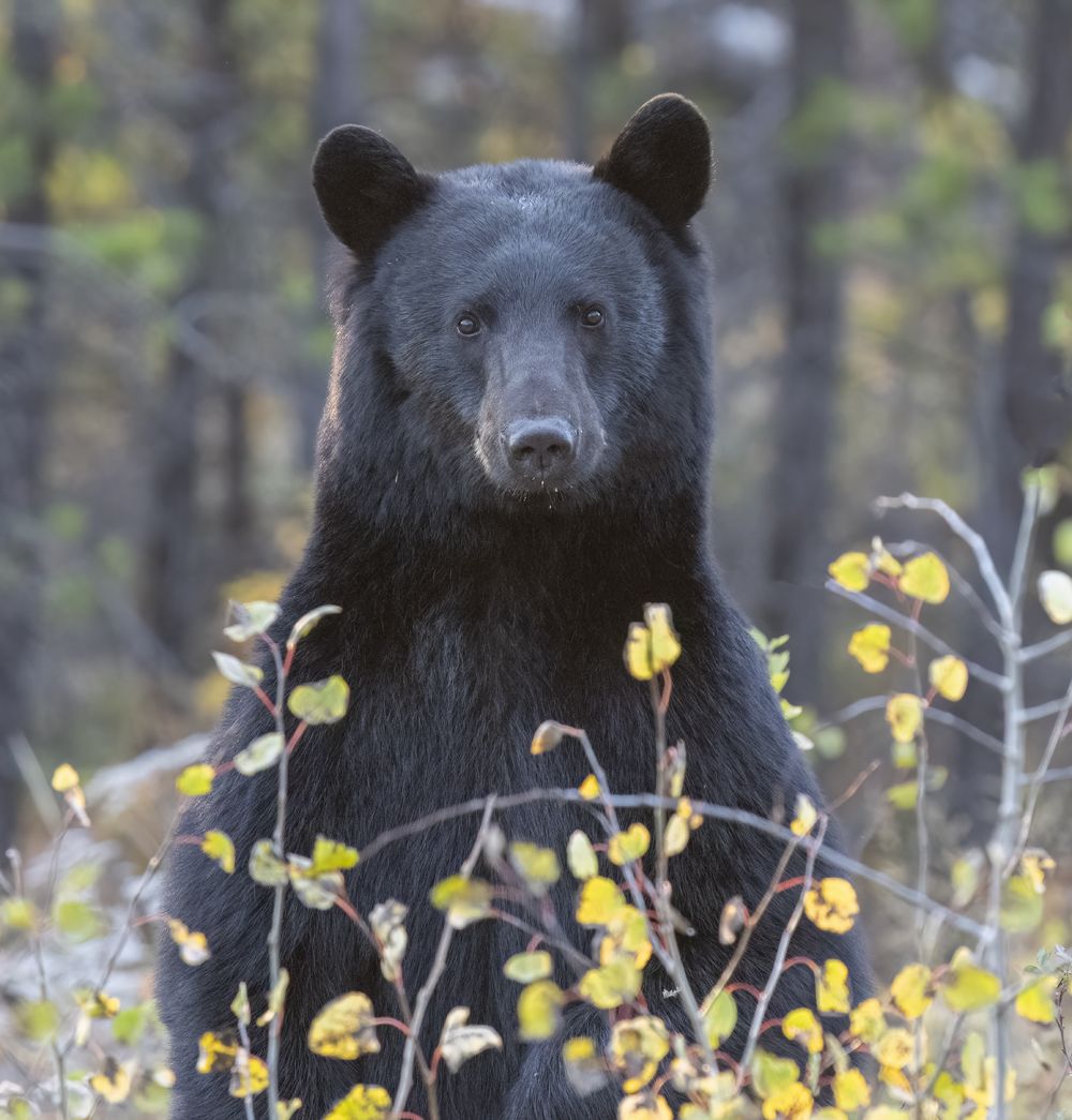 Black Bear of Bella Coola