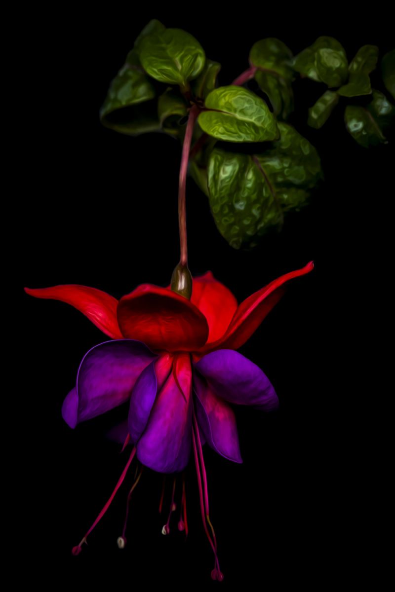 Fuschia