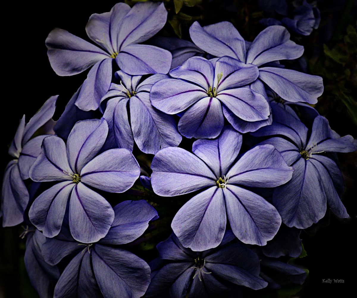 Blue Lined Petals