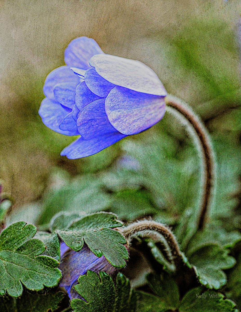 A Blue Anemonoides Showing Its Stuff