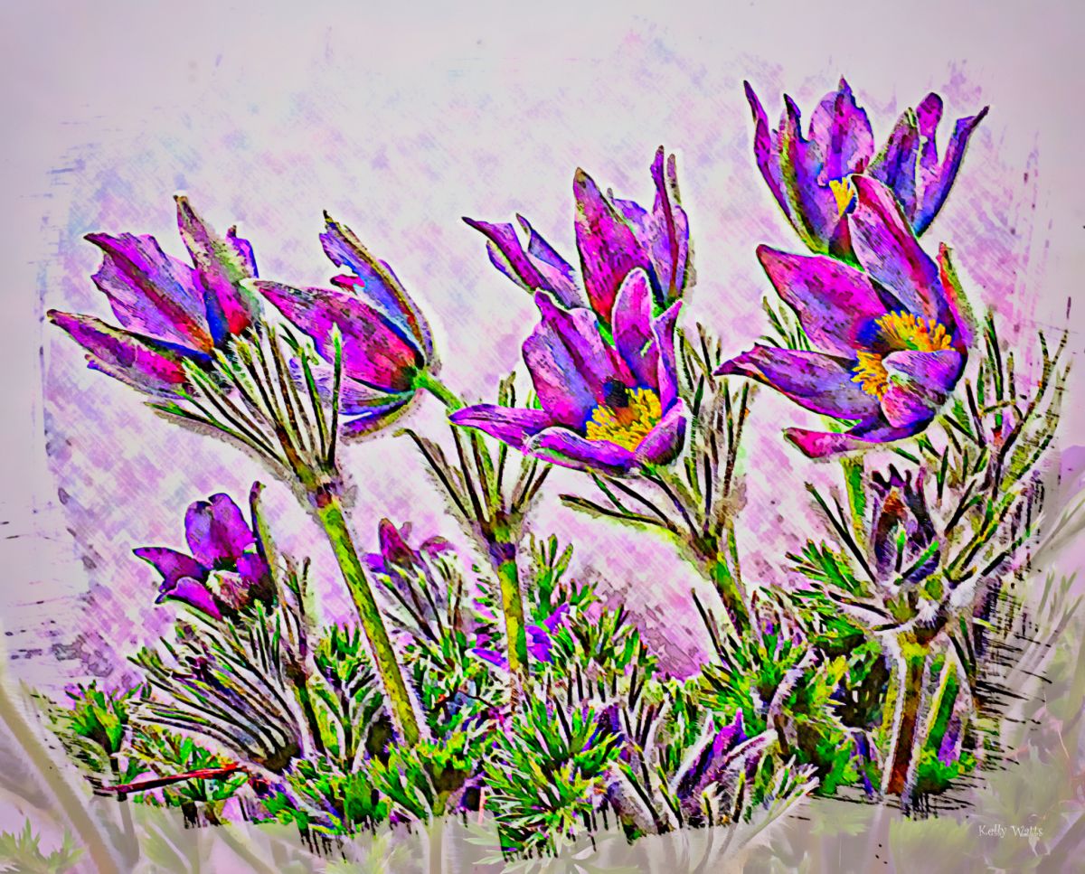 Comical Pasque Flower