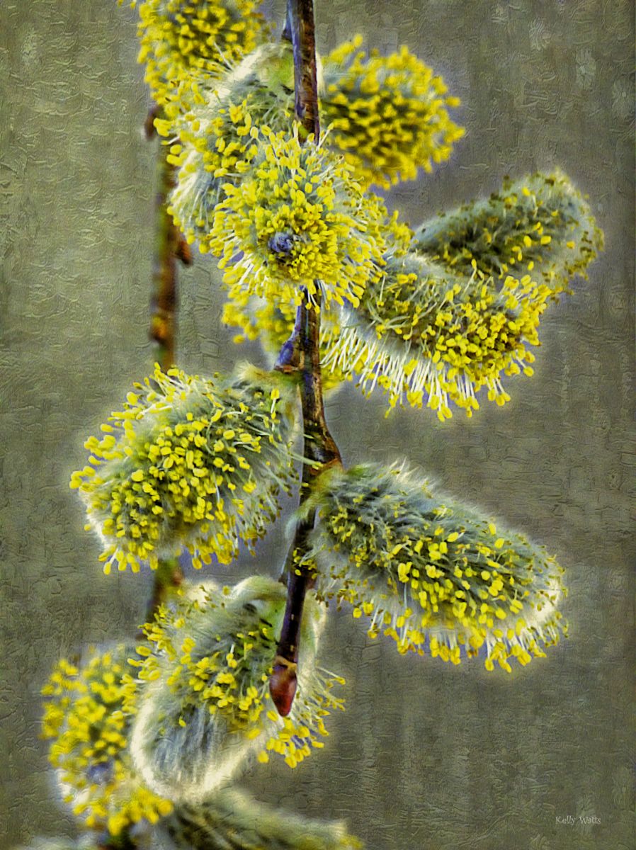 Pussy Willow Bloom