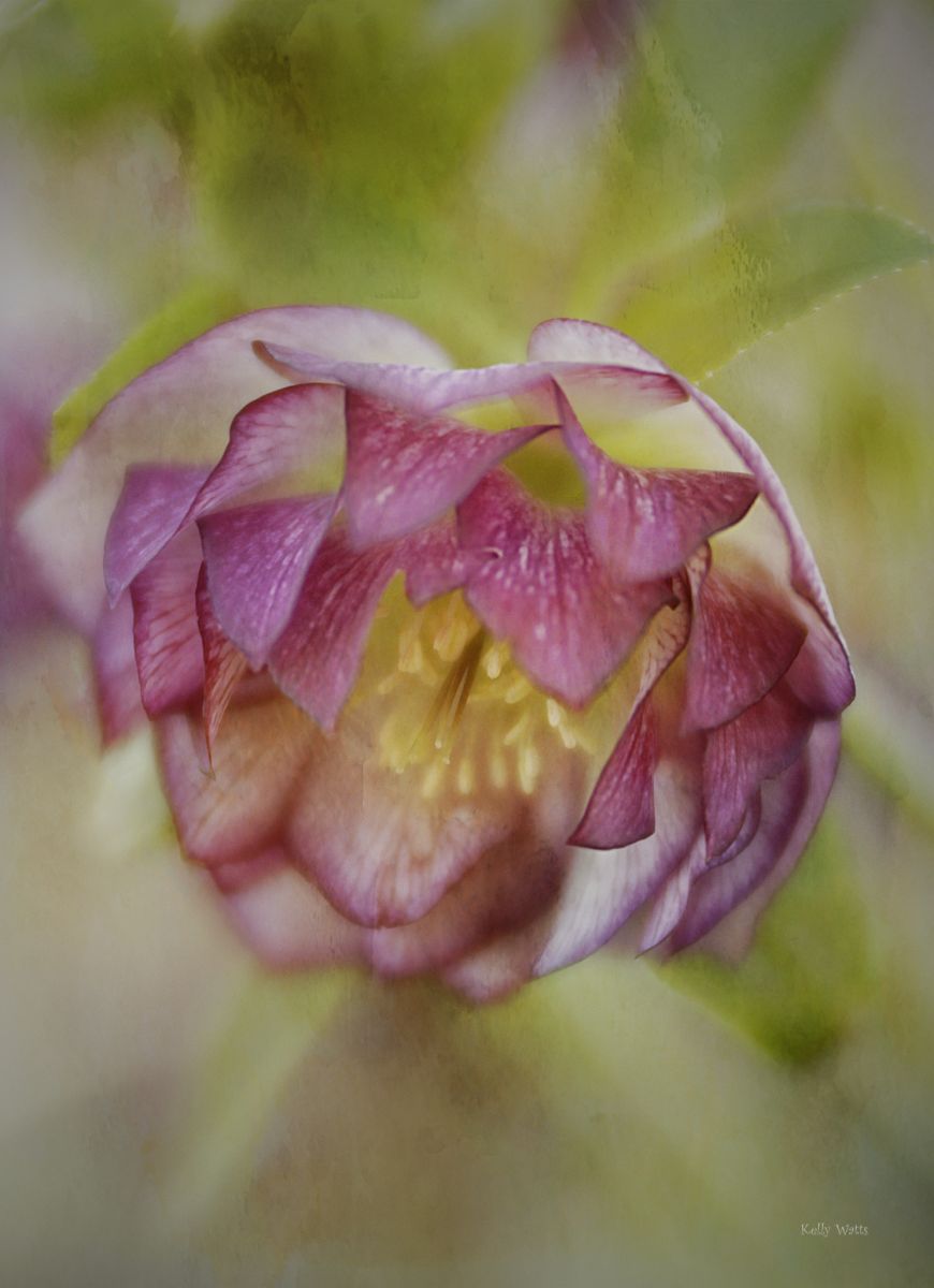 Coming Out Party Latten Rose