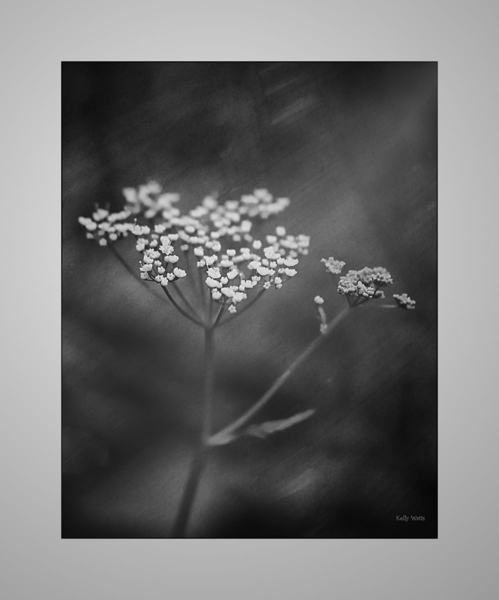 Queen Anns Lace B/W