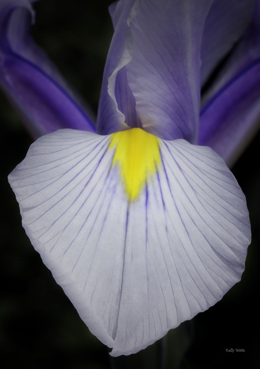 Yellow Tongued Blue Iris