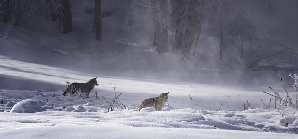 Yellowstone Coyotes
