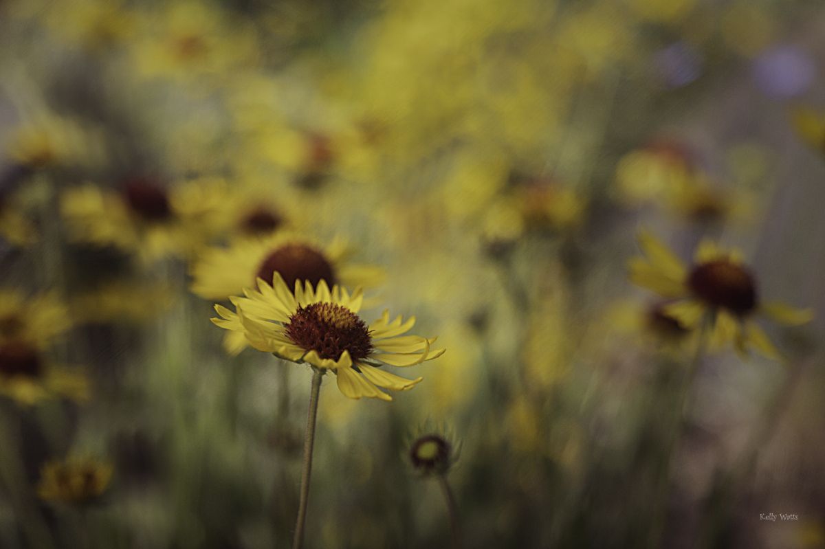 Coneflowers For Ever
