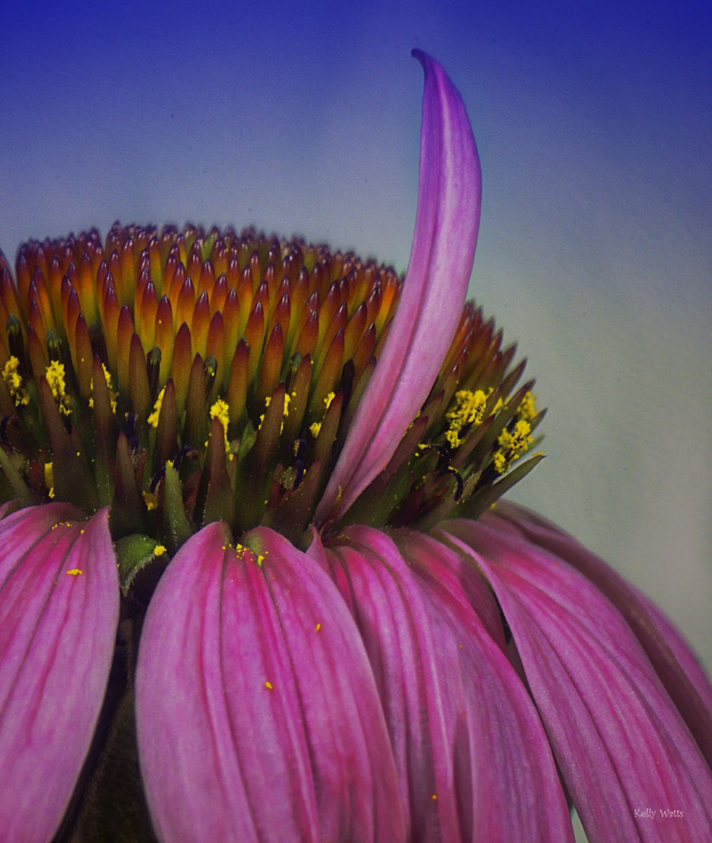 Echenachea Raising Their Hand