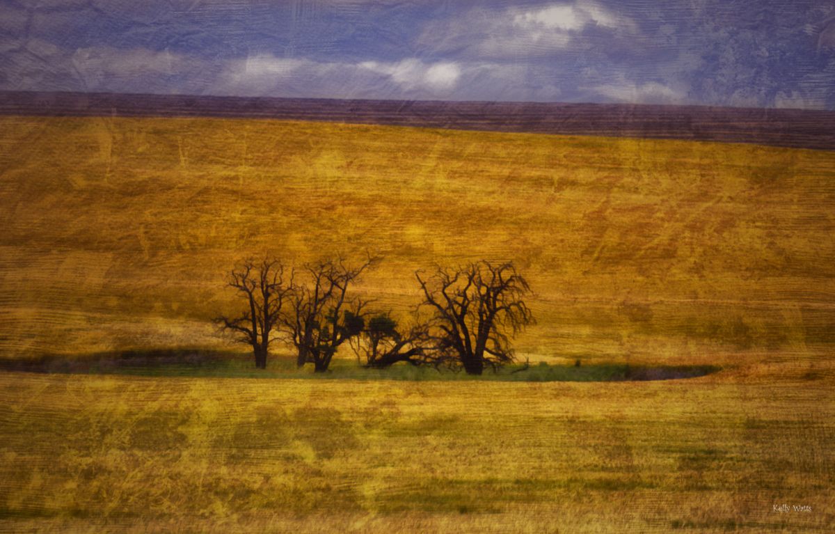 Isolated Locus Trees