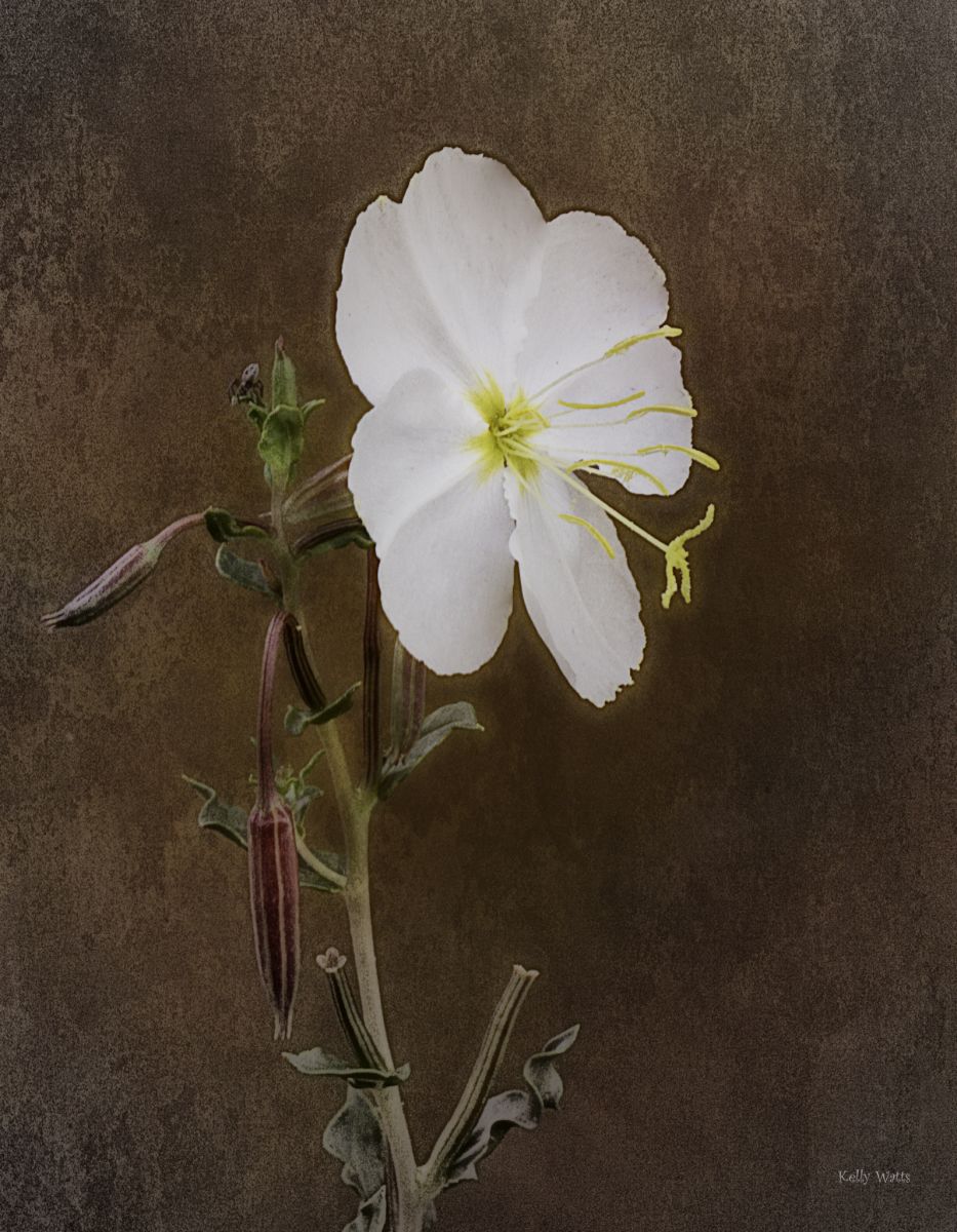 LIfe Of A Wild Flower