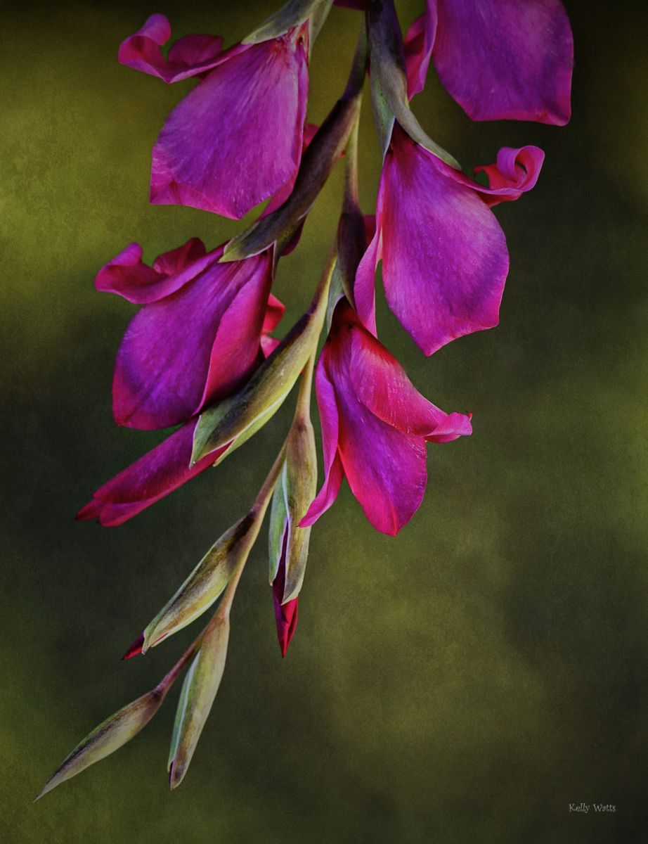 Gladiola Pointing The Way