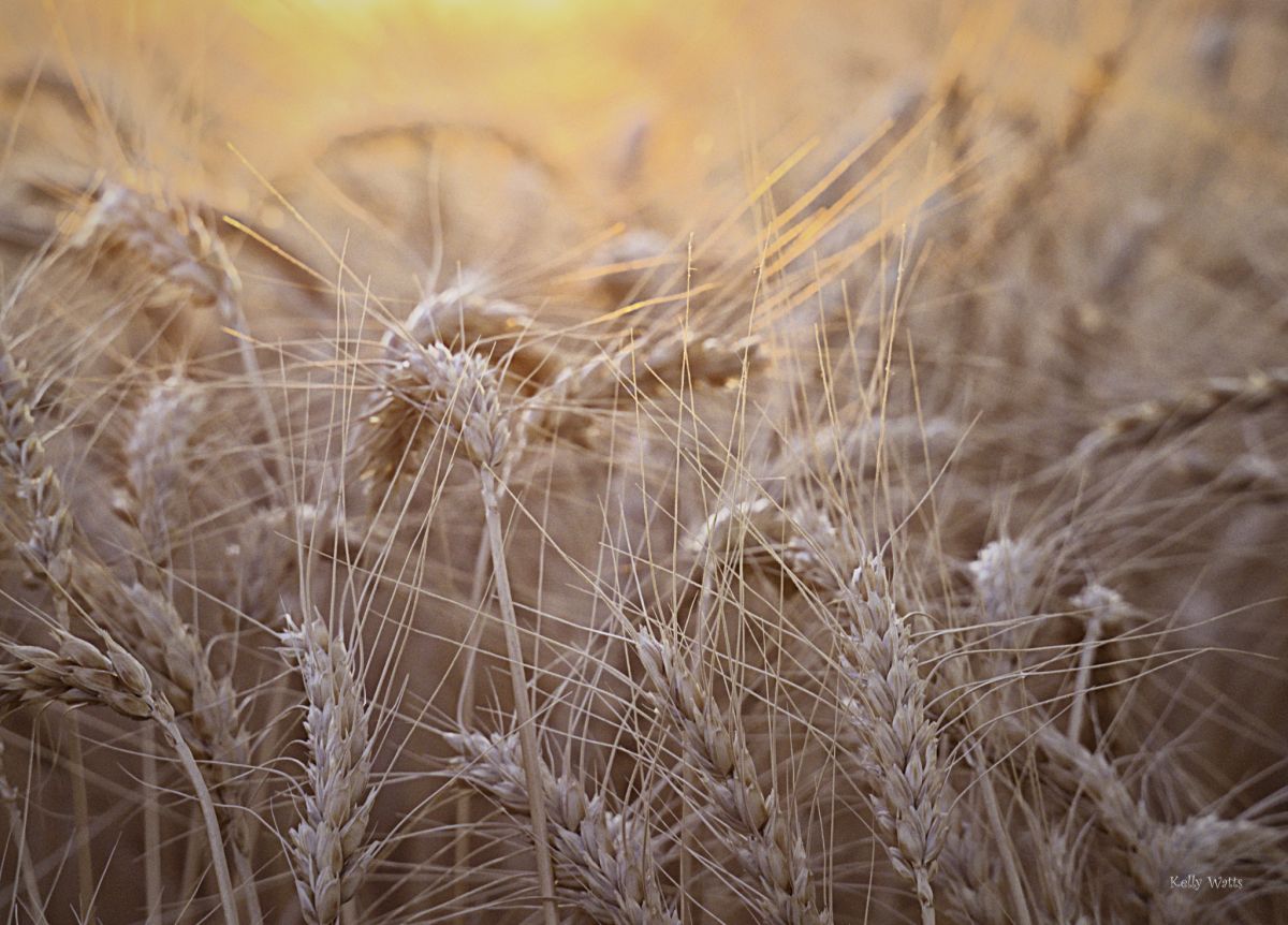Wheat Sunrise