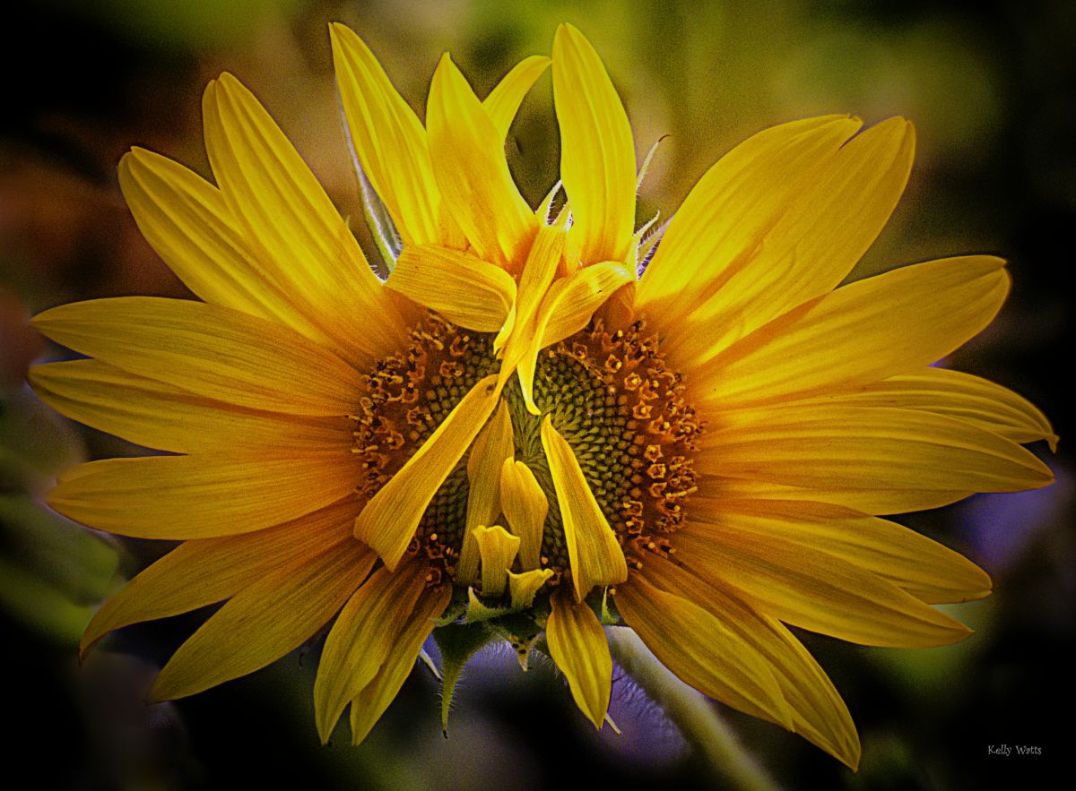 Sunflower Covering Up