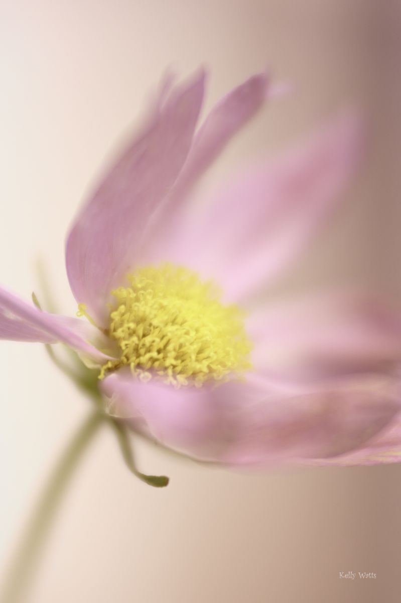 Soft Pink Cosmos