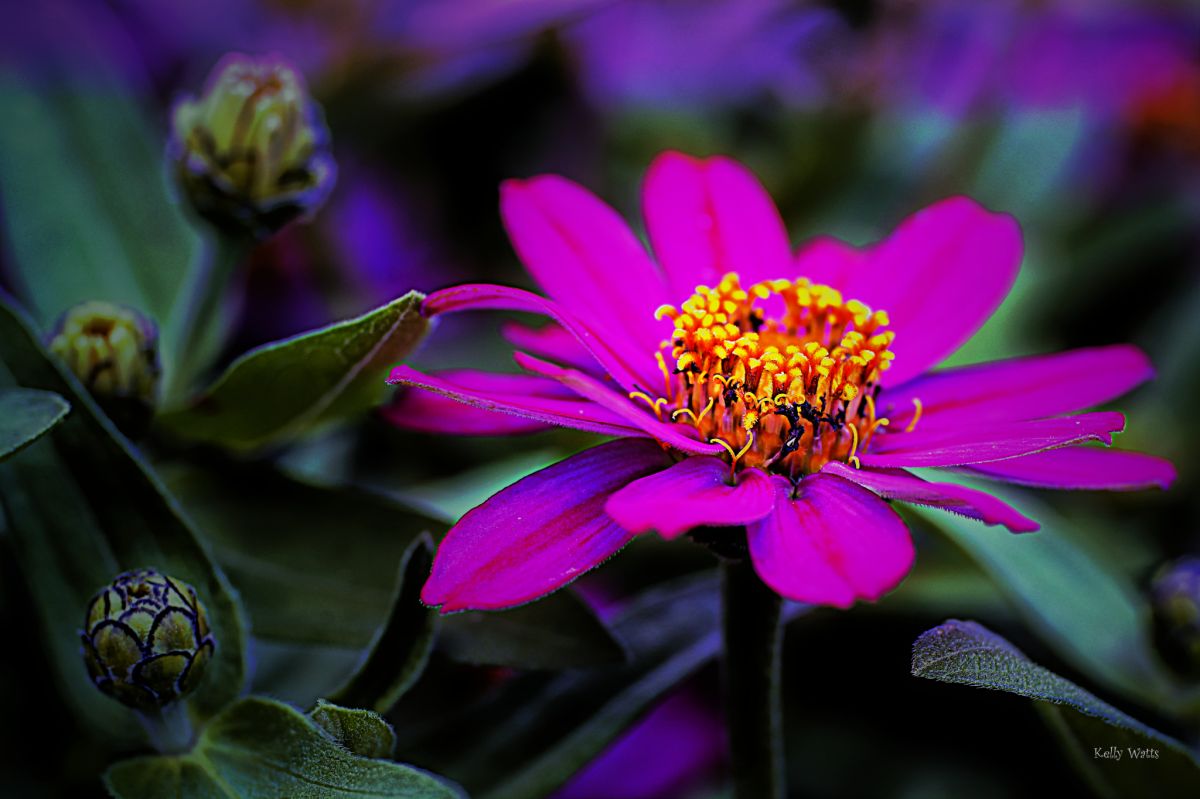 Pink Candy  Zinnia