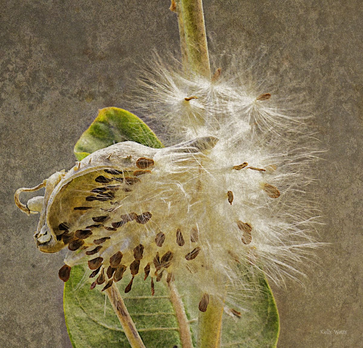 Milk Weed Bursting