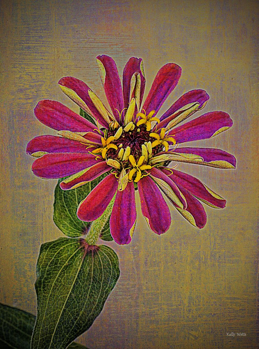 Pink/Red Zinnia Force