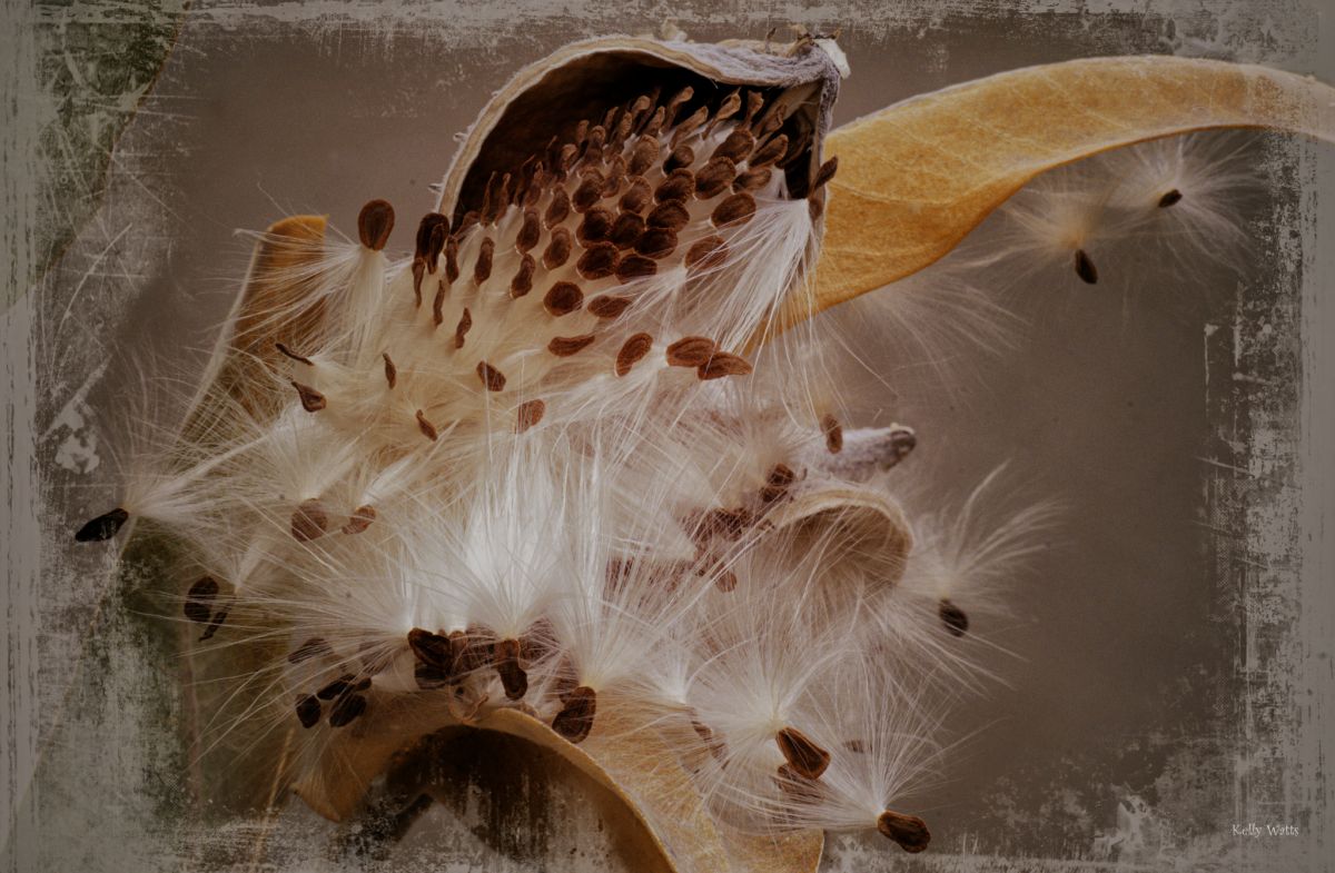 Hairy Milk Weed