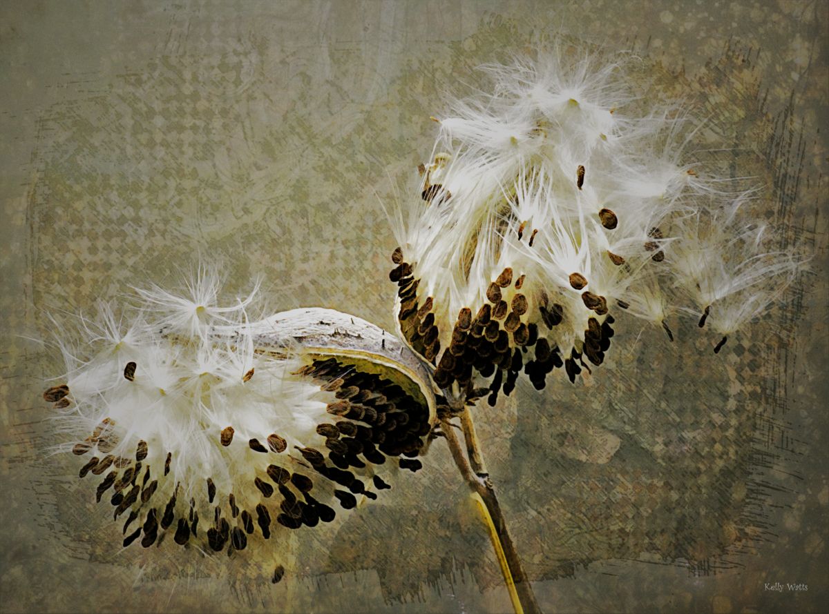 Milk Weed Seedpod In Halves