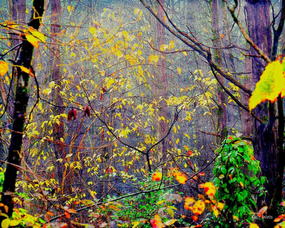 Into The Depth Of The Forest