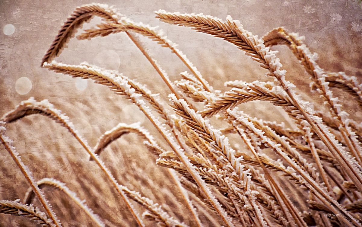 Frosty Wheat Grass