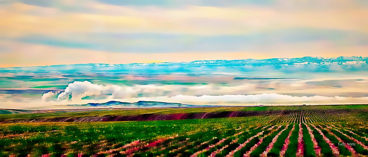 Low Fog Over The Columbia