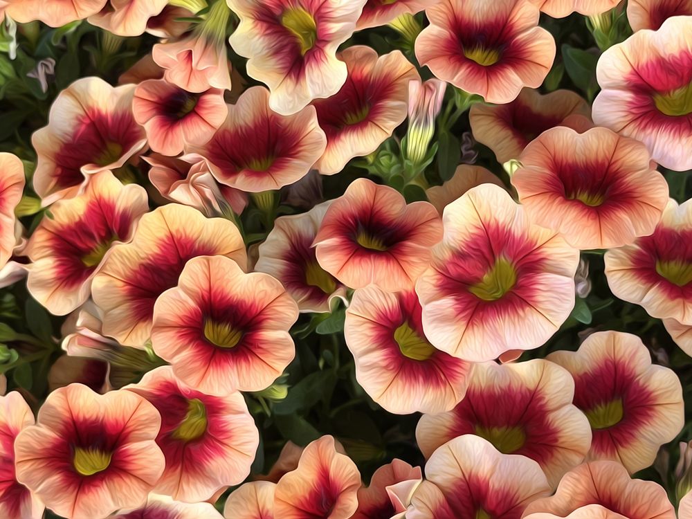 Petunias