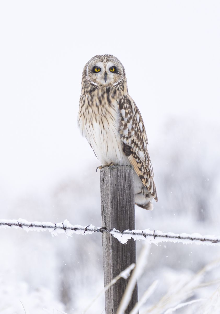 Short Earred Owl