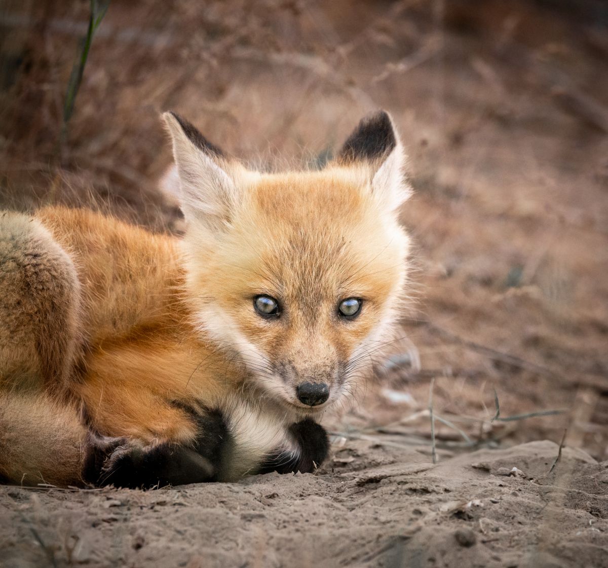 Soft Eyes, Sharp Future